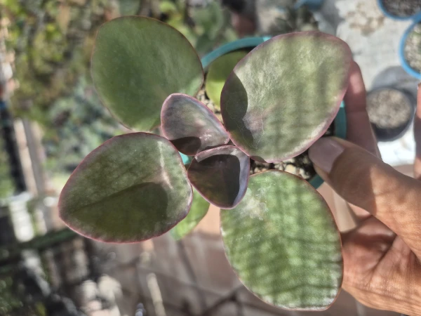 Kalanchoe's foto | Arte Verde |  BizneCubano